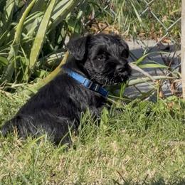 Boy 1 Blue - Black male Miniature Schnauzer puppy in Upland, California from Rising Minis of Upland