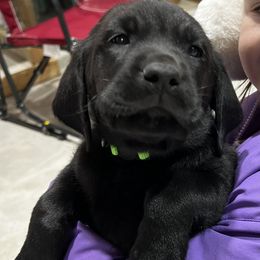 Labrador Retriever Puppies from Brush Creek Retrievers