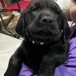 Labrador Retriever Puppies from Brush Creek Retrievers