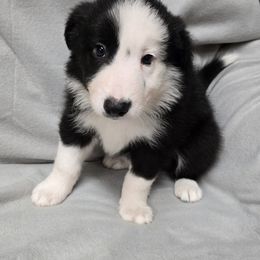 Boy 1 - Black and white male Border Collie puppy in Richland, Pennsylvania from Winter Creek Border Collies