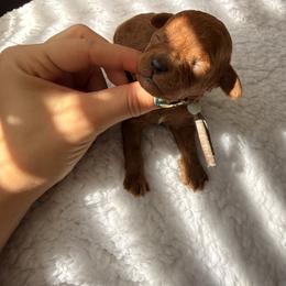 Cupid - Apricot male Poodle puppy in Miami, Florida from Sakura Poodles