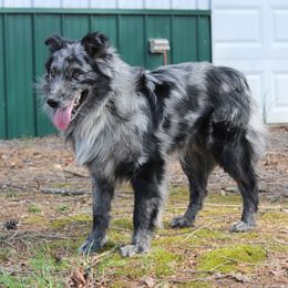 Haggard - Australian Shepherd