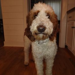 Hattie - Goldendoodle