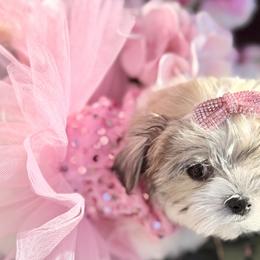 Biewer Terriers, Morkies, and Yorkshire Terriers from Kimora’s Kreation’s Kennel