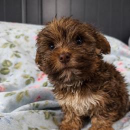Boy 2 - Chocolate and tan male Yorkshire Terrier puppy in Bolton, Connecticut from Elle Yorkies
