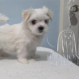 Diamond Star's Casper - White male Maltese puppy in Brooklyn, New York from Diamond Stars Maltese