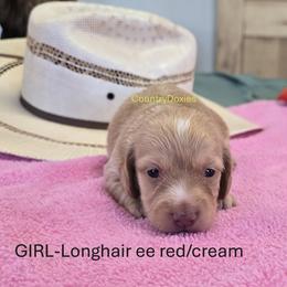 True heart - Cream female Dachshund puppy in Cedar City, Utah from Country Doxies