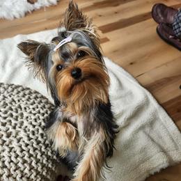 Blue Collar male - Black and gold male Yorkshire Terrier puppy in Concord, California from Real Yorkies of NorCal