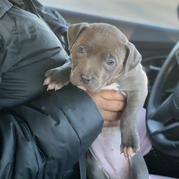 American Bully Puppies from Bruda’s Kennel