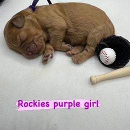Purple Rockies girl - Red  female Goldendoodle puppy in Roseville, California from Roseville GoldenDoodles