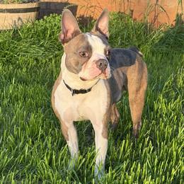 Billy - Boston Terrier