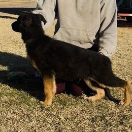 German Shepherd Puppies from George Creek Kennel