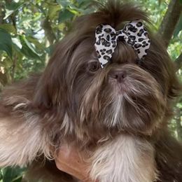 Harley - Shih Tzu