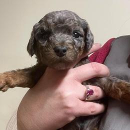 Sierra - Merle female Goldendoodle puppy in Maineville, Ohio from Danielle's Doodles