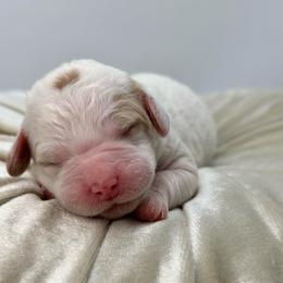 Amora - Parti female Goldendoodle puppy in Queen Creek, Arizona from Goldendoodle AZ