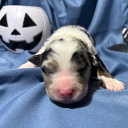 Zero - Blue merle male Australian Shepherd puppy in Vacaville, California from Cowtown Aussies