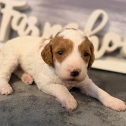 Girl 2 - Cream female Goldendoodle puppy in Bradenton, Florida from Christianna’s Mini Goldendoodles