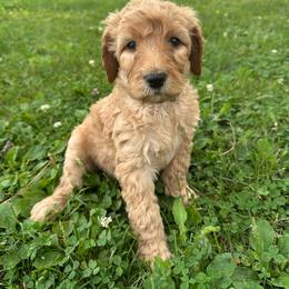 Roger - Apricot male Goldendoodle puppy in Wittenberg, Wisconsin from Cedar River Kennel