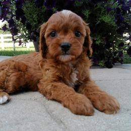 Cavalier King Charles Spaniel, Goldendoodle, and Golden Retriever Puppies from Outback Puppies