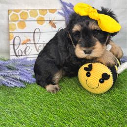 Myers - Salt and pepper female Miniature Schnauzer puppy in Huntington, Utah from Schnauzers on Robinson Lane