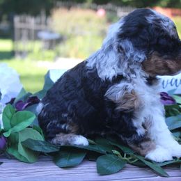 Aussiedoodle Puppies from Old Mills Aussiedoodles