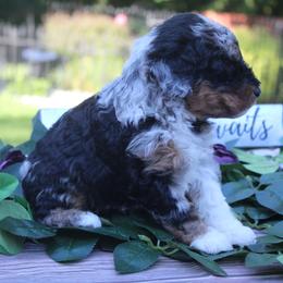 Aussiedoodle Puppies from Old Mills Aussiedoodles