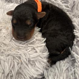 Mr. Orange - Black and tan male Airedale Terrier puppy in Huntersville, North Carolina from Cool Hand Luke Kennels
