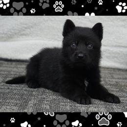 Liam - Black male German Shepherd puppy in Muldrow, Oklahoma from Reizarf Kennels