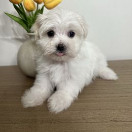 Stitch - White male Maltese puppy in Steele, Alabama from Mountaintop Paws