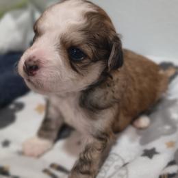 Teddy - White and chocolate male Chinese Crested puppy in Frederick, Maryland from Lovable Cresteds