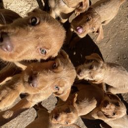 Wirehaired Vizsla Puppies from FREDA KIRTLEY