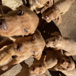Wirehaired Vizsla Puppies from FREDA KIRTLEY