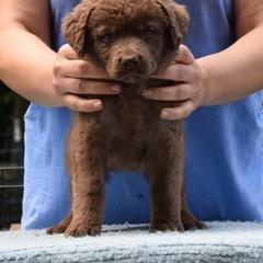 Chesapeake Bay Retriever Puppies from Madrona Chesapeake Bay Retrievers