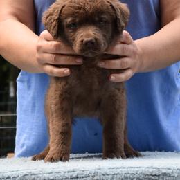 Chesapeake Bay Retriever Puppies from Madrona Chesapeake Bay Retrievers