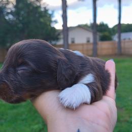 Bashful - Chocolate and tan male Dachshund puppy in Jackson, Tennessee from BlackPine Kennels