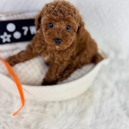 Orange - Red  male Poodle puppy in Florida from Adorable Toy-Miniature Poodles