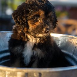 Storm - male Aussiedoodle puppy in Crowley, Texas from Nelson's Aussies and Aussiedoodles