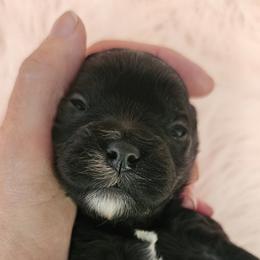 Ebony - Black female Cavapoo puppy in Marshfield, Missouri from Puppyloversplace