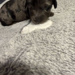 Girl 3 - Dapple female Dachshund puppy in Lubbock, Texas from Wagging Tails