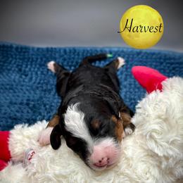 WL Pick4 - Tri-color female Bernedoodle puppy in Henrico, Virginia from Paws 4 Doodles, LLC