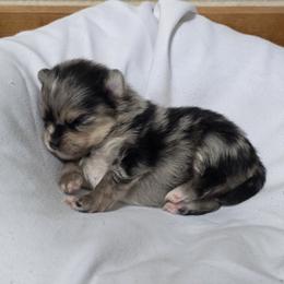 Ash - Blue merle male Pomeranian puppy in Wimberley, Texas from Pitter Patter Poms