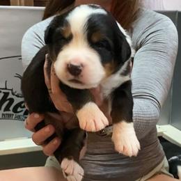 Gray Collar Girl - Black rust and white female Bernese Mountain Dog puppy in Bristol, Tennessee from Holston Hollow Farm