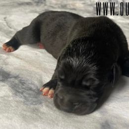 Stormy - Great Dane puppy in Loris, South Carolina from Outback Danes