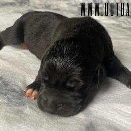 Stormy - Great Dane puppy in Loris, South Carolina from Outback Danes
