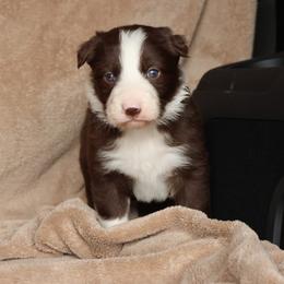 Deputy - AKC Reg - Red male Border Collie puppy in Courtland, Alabama from C Bar C Ranch Border Collies