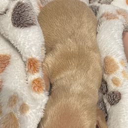 Dachshund Puppies from Carlin's Weiner Haus