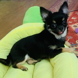 Chihuahua Puppies from Coolballow Chihuahuas