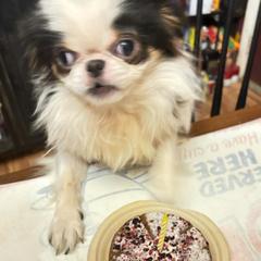 Piper - Japanese Chin