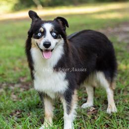 Nabi - Black tri-color female Australian Shepherd puppy in Lacombe, Louisiana from Indigo River Toy & Mini Aussies