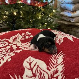 Basset Hound Puppies from Oklahoma Limestone Hounds